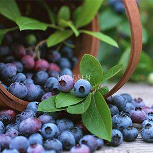 blueberry genie juice eliquid uk