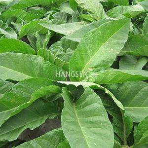 golden virginia genie juice eliquid